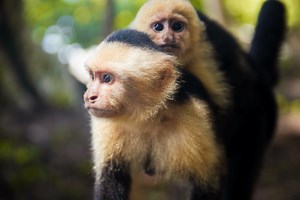 Why Do Some Monkeys Eat Other Monkeys?