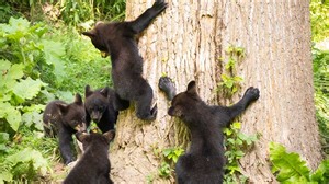 New Hampshire native gets rare footage of mother black bear with 5 cubs