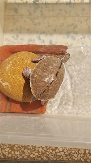 DIY Turtle Box Setup : A Beginner's Guide 🐢👍#shorts #turtlecare #funnypets #dohaspets