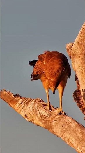 🐦 Think You Know Birds? Try This One…