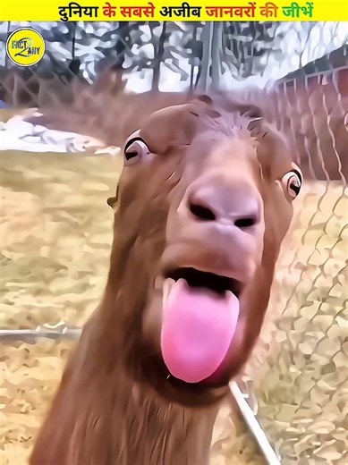 The Most Unusual Animal Tongue...