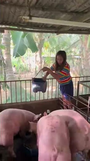 Pig vs Mud – The Ultimate Mud Bath! 🌧️🐖 #PigLife #MudBath #FarmFun