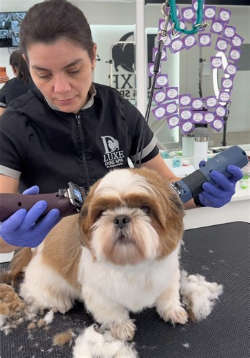 Essential Dog Grooming Tips for Shih Tzus