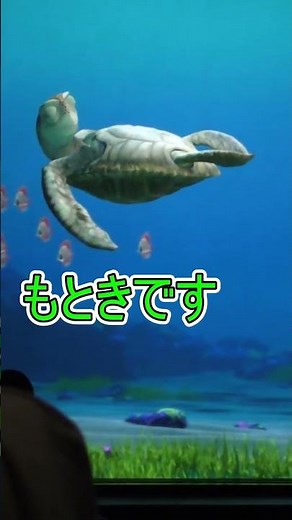 宇都宮に遊びに行くクラッシュ【タートルトーク】東京ディズニーシー