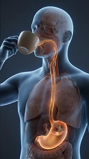 How Coffee Works in Your Brain & Body | Caffeine, Adenosine & Energy Crash Explained