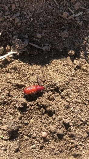 A worm and a potato bug