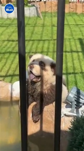 They're cute but I want a refund 😂 | Daily Mail Video