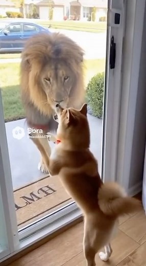 FUNNY DOGS | 🐶🦁 Playing dead?
