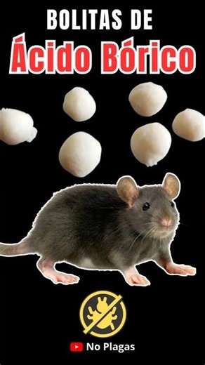 How to Get Rid of Mice with Boric Acid Balls! It Worked! #mice #boricacid #nopests