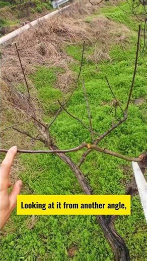 Plum Tree Pruning Tips | Consejos de poda | 梅の木 剪定コツ | 전정 요령