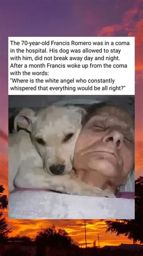 Francis Woke Up…Looking for His White Angel 🐾😢