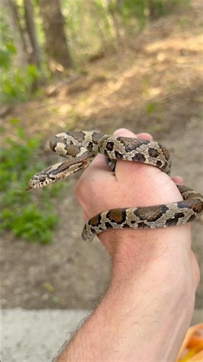 He Did NOT like me… #snake #wildlife #nature #animals #cute