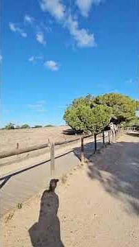 Inquisitive Squirrel. Torrevieja, Spain⛺️🐿