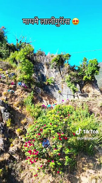 Exploring the Beauty of Rhododendron Flowers in Nature