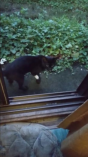 コタちゃん❗️気を付けて❗️行ってらっしゃい❗️#cute #cocomelon #music #cat #元気になる動画 #保護猫 #元気お届け #ねこのいる幸せ #猫のいる暮らし #好きな子猫