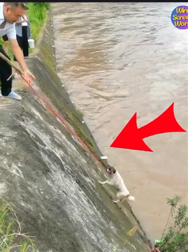 Brave Fisherman Rescues Dog from River Slope