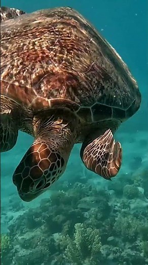 World Sea Turtle Day 2026 | Scenic Discovery Yachts