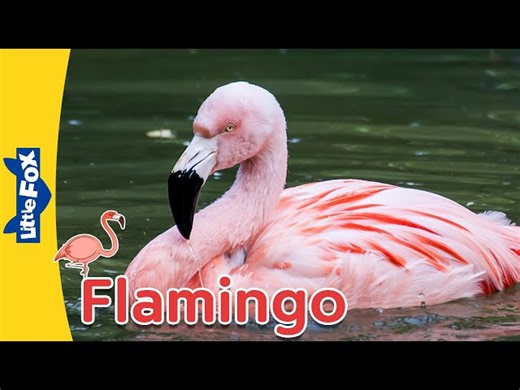 Meet The Animals: The Flamingo