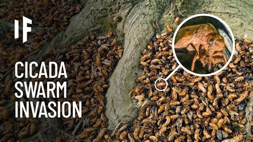 Would you survive being attacked by a swarm of cicadas?