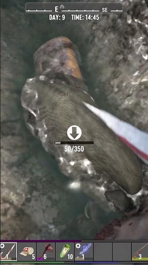 Sewer pig! 7 days 2.2