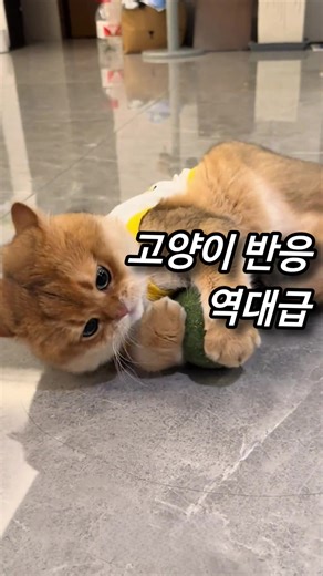 대왕 캣닢볼로 고양이 스트레스 해소하기
