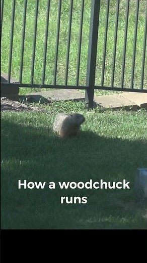 How does a woodchuck run