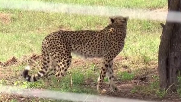 Indian PM Modi releases Namibian cheetahs into Kuno national park enclosures