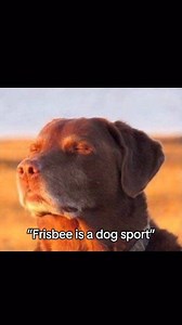 Do you think the same? 🦮 that frisbee is a #dog_sport. #Ultimatefrisbee #frisbeedog #flyingdisc #sportlife #teamsport #dogsport | Flying disc Athletes all the world