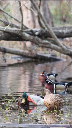 Mallard Duck Scratching with Wood Ducks in Background