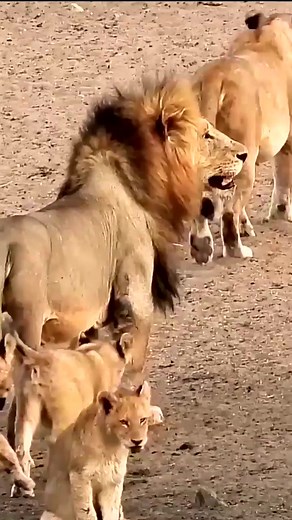 lion cubs following dad! #shorts#baby#lion | The Lion