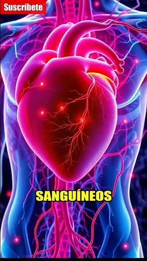 Sistema Circulatorio: ¡Asombroso! 🩸#SistemaCirculatorio #SaludYBienestar #CorazónSano #CuerpoHumano