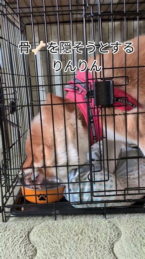 本能なのかもしれない🐶 #秋田犬#bigdog #akitainu