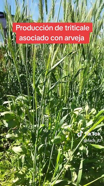 Beneficios del Triticale en la Alimentación Animal