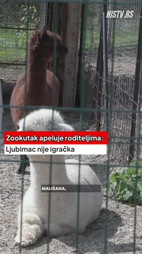 Zookutak apeluje roditeljima: Ljubimac nije igračka Pred Uskrs, roditelji često popuste pred dečjim željama i kao kućne ljubimce kupuju pačiće, zečiće i piliće, ali čim početno oduševljenje prođe, ove životinje neretko budu ostavljene ispred kapije Zookutka, upozorava Jelena Cvetković i apeluje da se pre takve odluke dobro razmisli jer ljubimac nije igračka, već velika odgovornost. #Zookutak #JelenaCvetković #Uskrs #KućniLjubimci #ZooPlanet #Niš #OdgovornoVlasništvo #DecaILjubimci