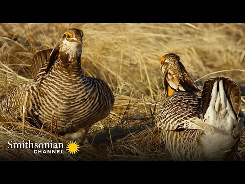 WILD: These Sage Grouse Dance Moves Are Impressive! 😍 America's Wild Seasons | Smithsonian Channel