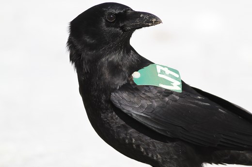 To Know the Crow: Insights and Stories From a Quarter-Century of Crow Study [Video]