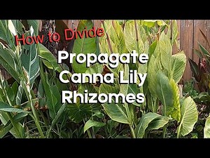Unearthing Canna Lily Secrets: A Rhizome Division Deep-Dive to Propagate Canna Lily for Your Garden