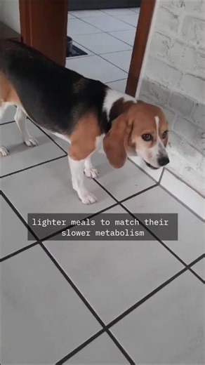 The Right Way to Feed Your Dog 🥣