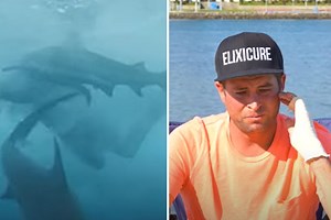 New vid shows terrifying moment Jackass star is bitten by shark