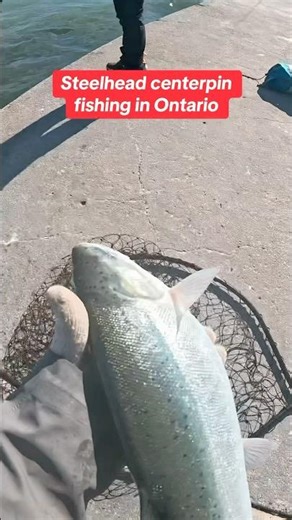 Steelhead centerpin fishing in Ontario #fypシ゚ #shorts #ontario #canada_life