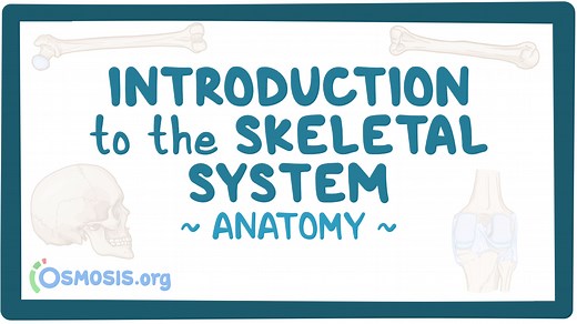 Introduction to the skeletal system: Video, Causes, & Meaning | Osmosis