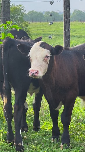 These beautiful spring calves are growing up! They are even more inquisitive than their moms. #Kentuckyfarmlife #farmlife #barnlife #barn #farm #countryliving #kentucky #barnanimals #farming #home #cattle #cows #calves #cow | Kentucky Farm Life