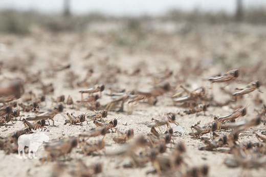 Locust Vs Grasshopper: What's The Difference?
