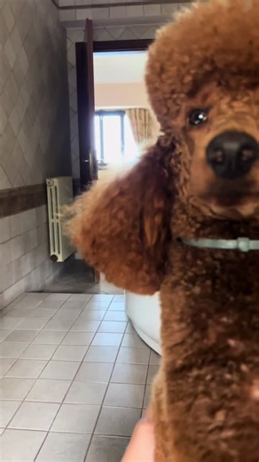 #poodle #puppy #poodlesoftiktok #redpoodle #standardpoodle #dog #funny