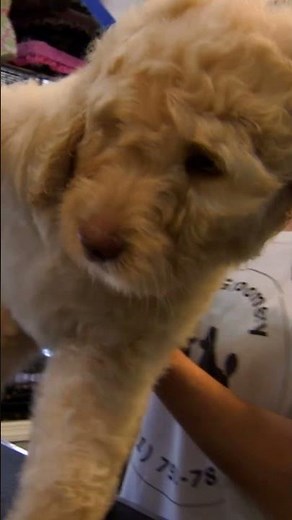 Puppy Distracted by a PINK Poodle | Too Cute! | Animal Planet