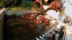 Jennifer fights the scorching summer sun while she races to get 400 lbs. of live crawfish on ice to a restaurant opening! | Shipping Wars on A&E