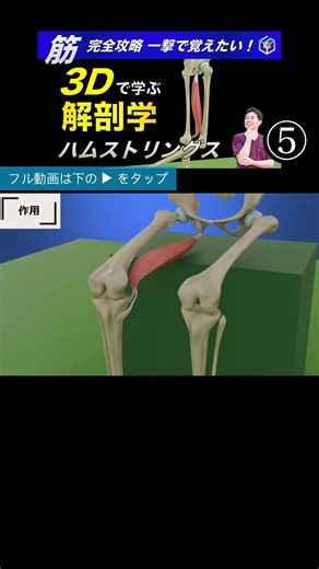 Hamstring Function (Lower Leg Rotation): The Ultimate Guide to Hamstrings – Mastering Origin, Ins...