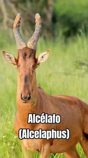 Alcephalus: the runner of the African savannas