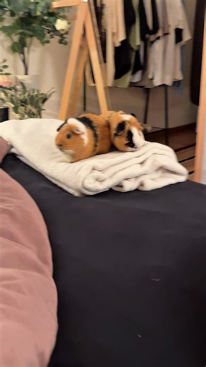 Guinea Pigs Compete for the Coziest Spot on the Hill