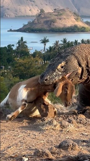 The Moment a Komodo Dragon Swallows a Baby Goat! In Less Than a Minute! ⚠️